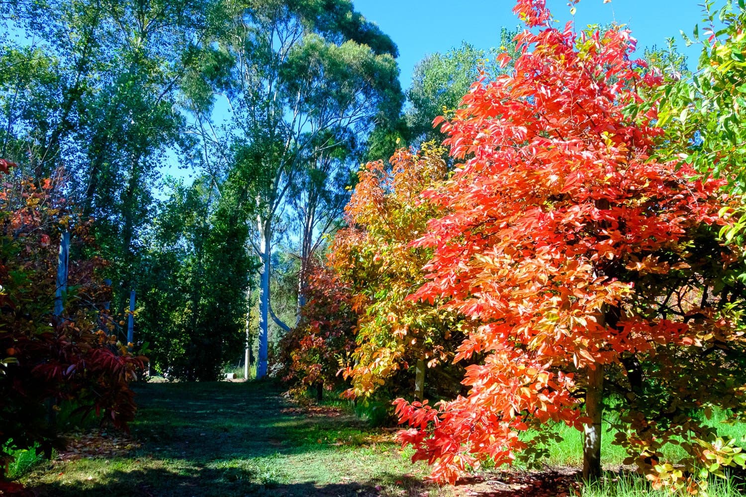 Southern Forests